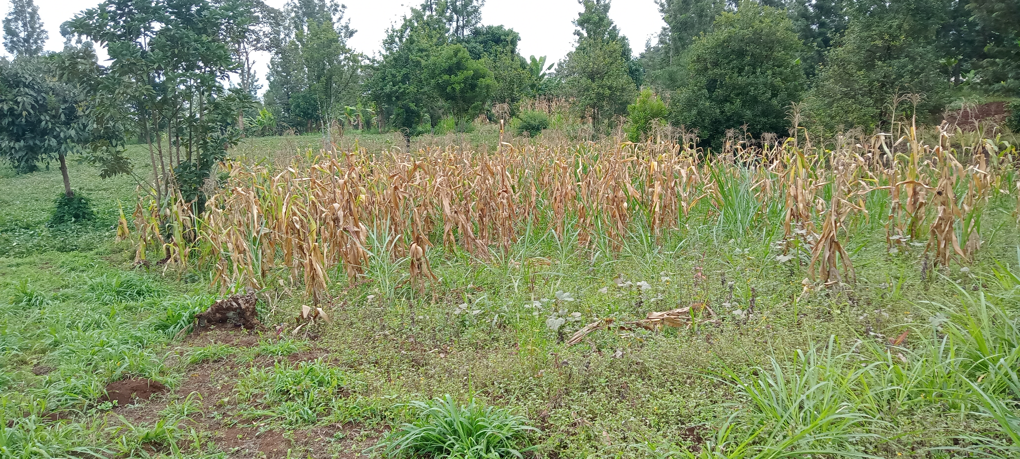 land-for-sale-Address-Muthithi__Kenya_price-1300000-20-1