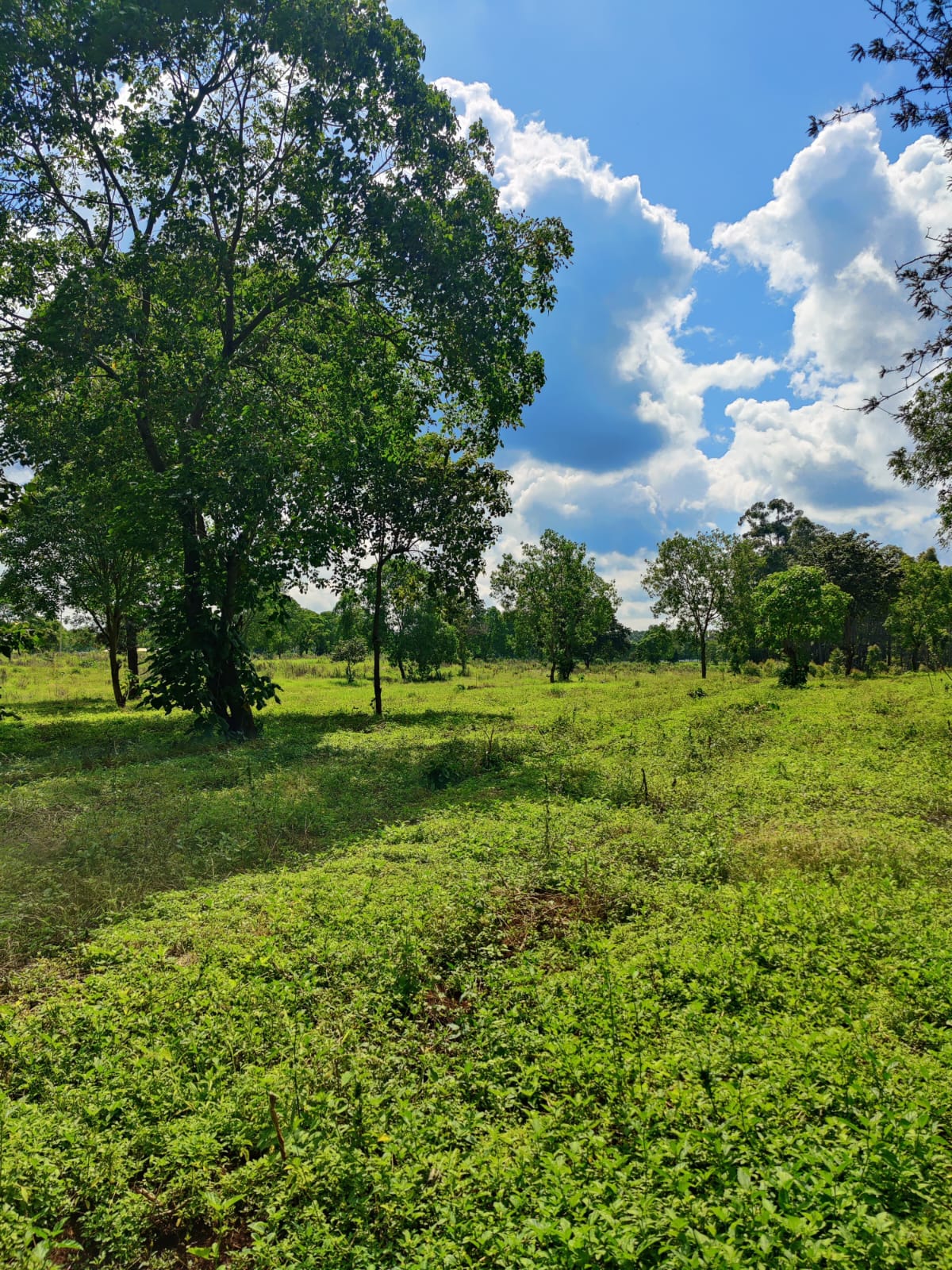 land-for-sale-Address-Juja__Kenya_price-2800000-24