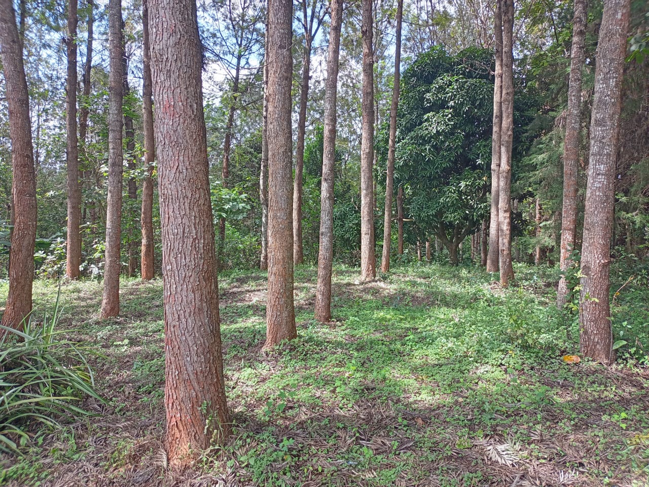 land-for-sale-Address-Meru__Kenya_price-6000000-18-1