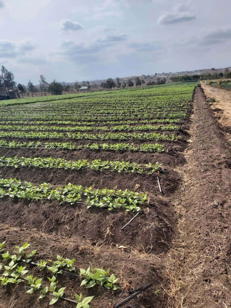 land-for-sale-Address-Kisaju__Kenya_price-150000000-35