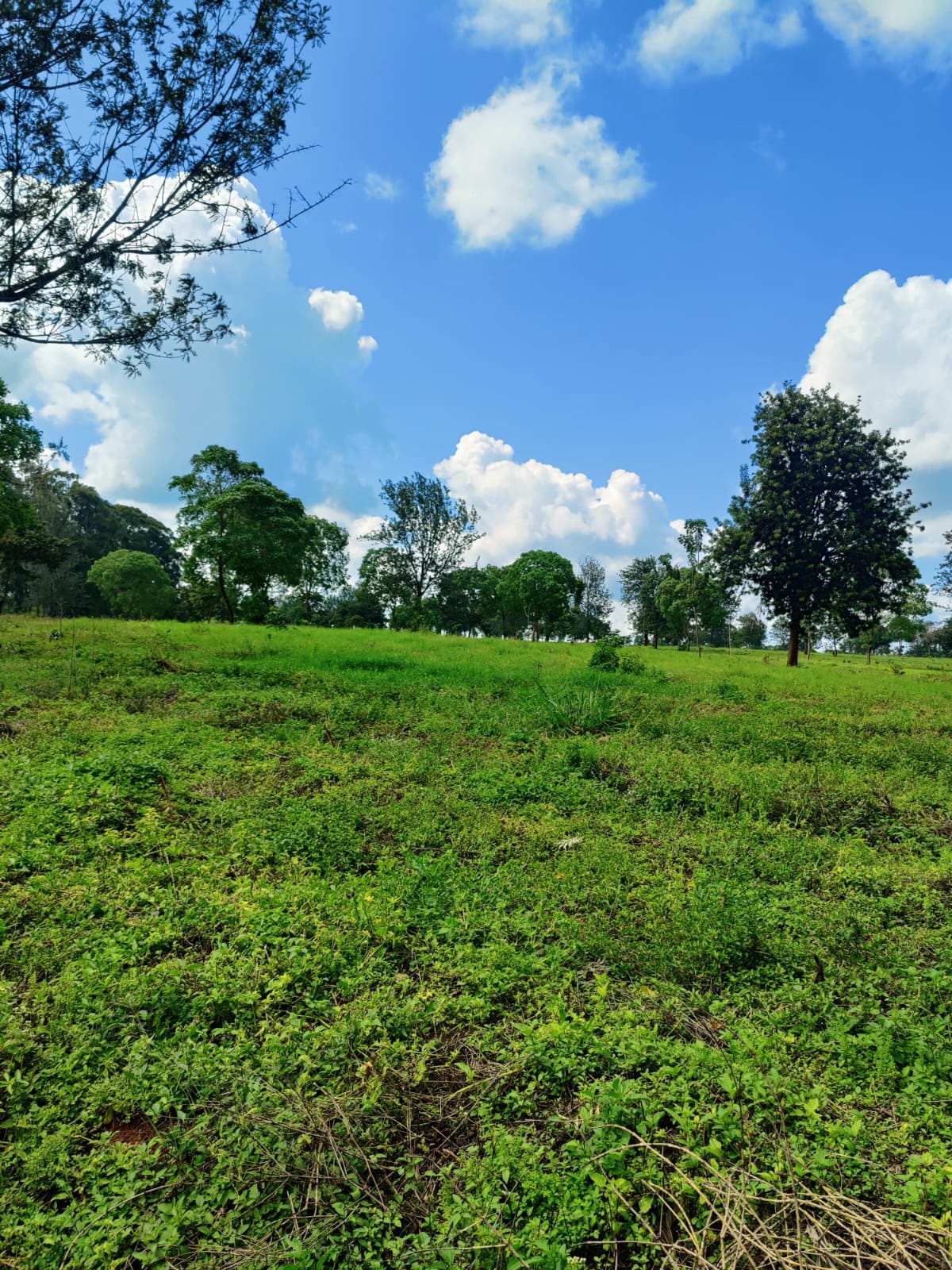 land-for-sale-Address-Juja__Kenya_price-2800000-24-1